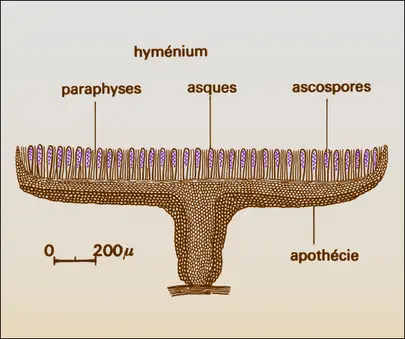 Discomycète