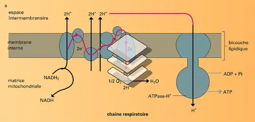 Translocation de protons et synthèse d'ATP - crédits : Encyclopædia Universalis France