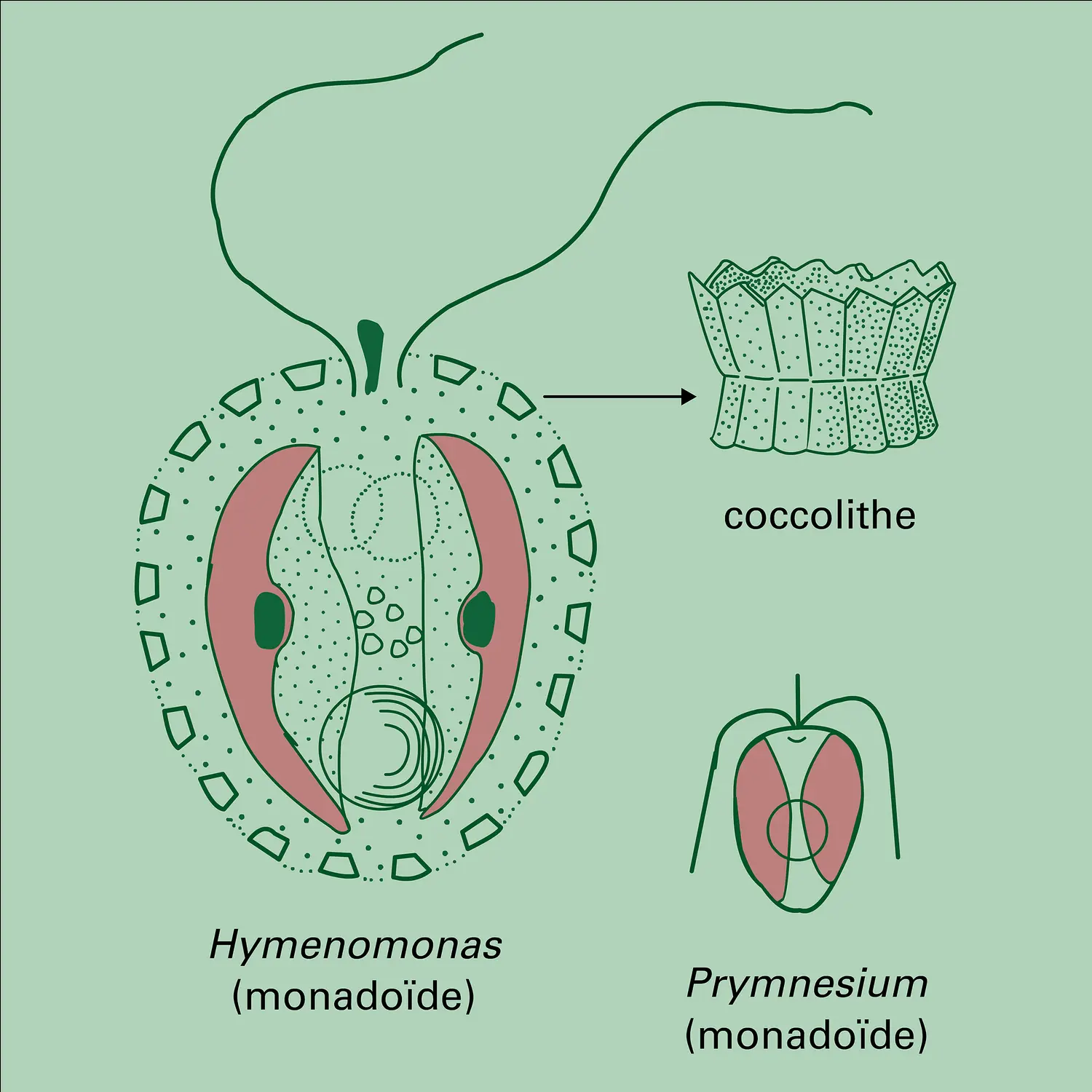 Isochrysophycidés