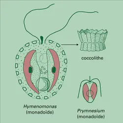 Isochrysophycidés - crédits : Encyclopædia Universalis France