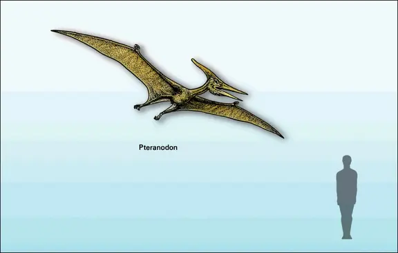 Ptéranodon