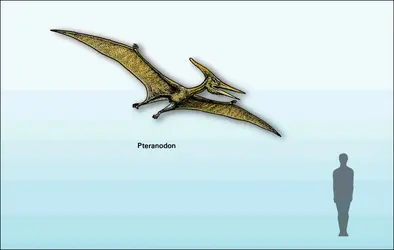 Ptéranodon - crédits : Encyclopædia Universalis France
