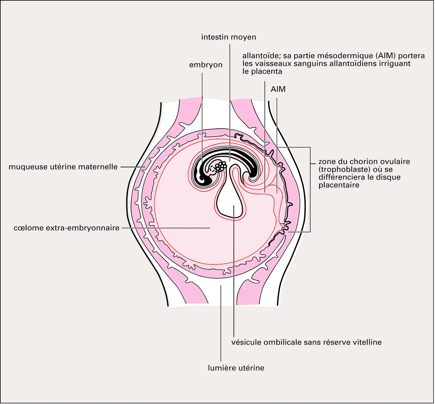 Annexes d'un embryon humain