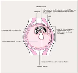 Annexes d'un embryon humain - crédits : Encyclopædia Universalis France