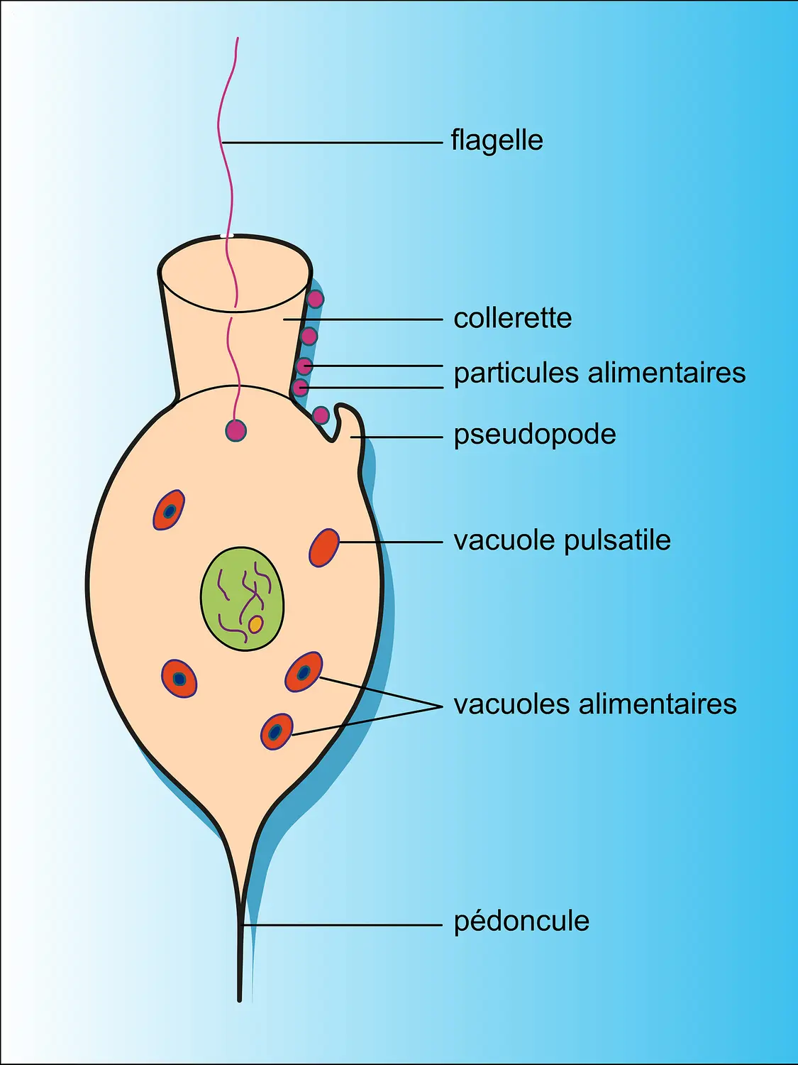 Choanoflagellé