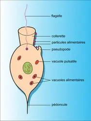 Choanoflagellé - crédits : Encyclopædia Universalis France