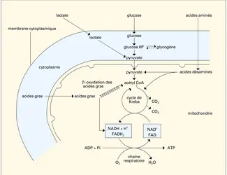 Oxydation des substrats dans une cellule - crédits : Encyclopædia Universalis France