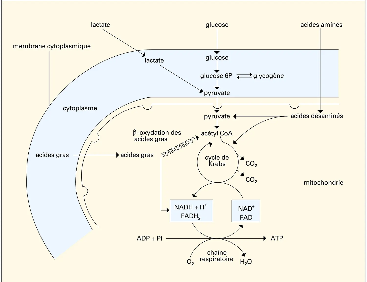 Oxydation des substrats dans une cellule