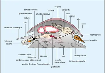 Gastéropode prétorsionnel hypothétique - crédits : Encyclopædia Universalis France