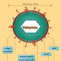 Cytomégalovirus : structure du virion - crédits : Encyclopædia Universalis France