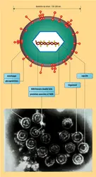 Cytomégalovirus : structure du virion - crédits : Encyclopædia Universalis France