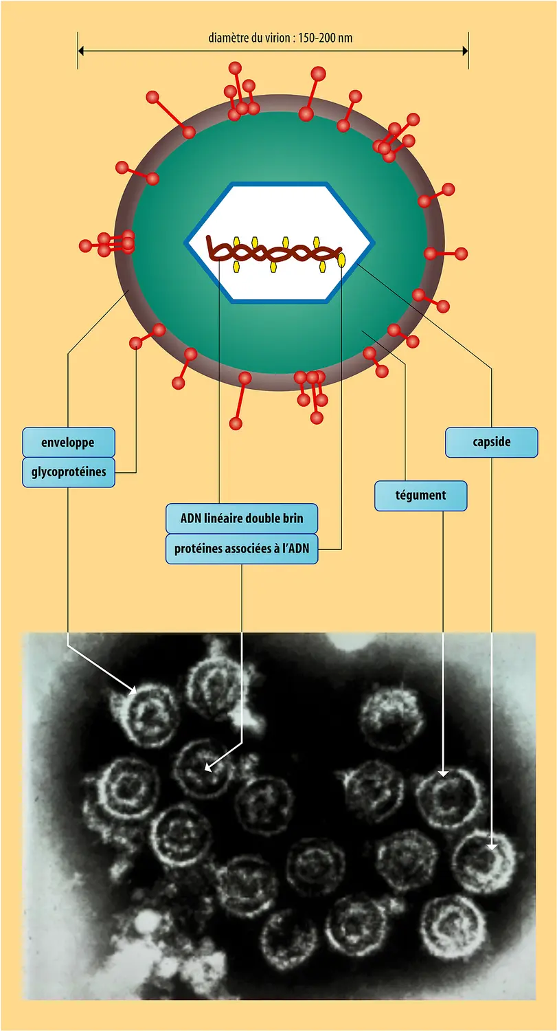 Cytomégalovirus : structure du virion