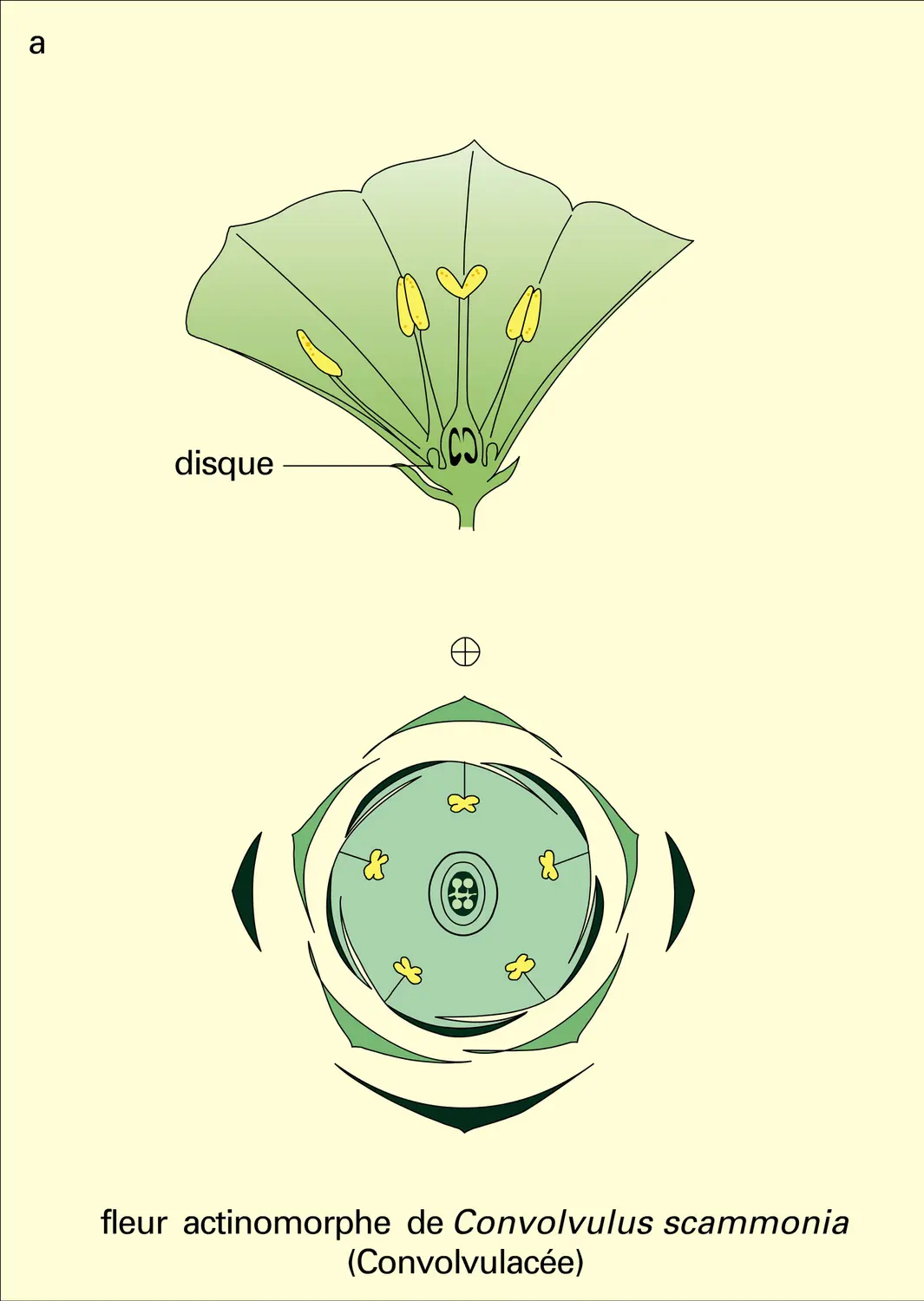 Fleur : étapes évolutives - vue 1