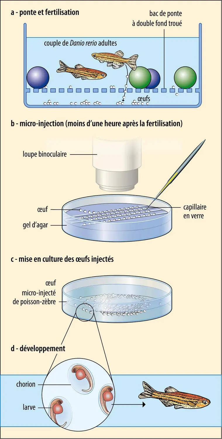 Micromanipulation du poisson-zèbre