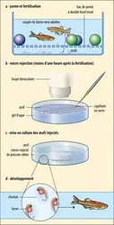 Micromanipulation du poisson-zèbre - crédits : Encyclopædia Universalis France