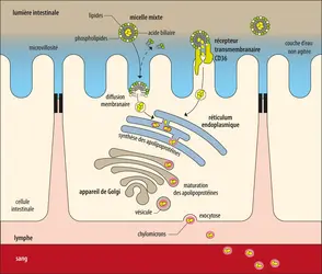 Absorption des lipides - crédits : Encyclopædia Universalis France