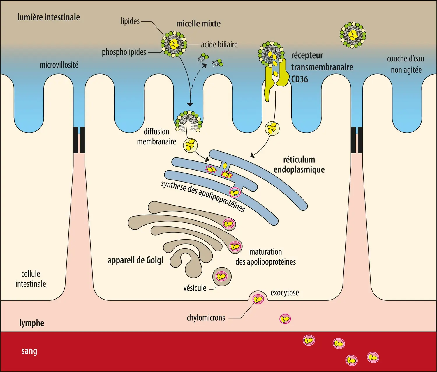 Absorption des lipides