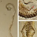 <em>Tetrapodophis amplectus</em> - crédits : Helmut Tischlinger/ University of Portsmouth