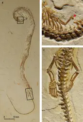 <em>Tetrapodophis amplectus</em> - crédits : Helmut Tischlinger/ University of Portsmouth