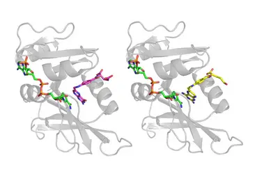 L’enzyme dihydrofolate réductase complexée à son substrat, l’acide dihydrofolique, et son inhibiteur, le méthotrexate - crédits : Christophe Leger ; Bystroff et al./ PDB ; Filman et al./PDB