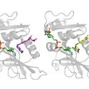 L’enzyme dihydrofolate réductase complexée à son substrat, l’acide dihydrofolique, et son inhibiteur, le méthotrexate - crédits : Christophe Leger ; Bystroff et al./ PDB ; Filman et al./PDB
