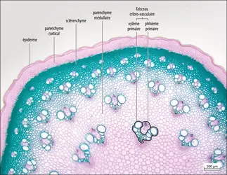 Coupe transversale d’une tige de trachéophyte - crédits : Élodie Dubuisson