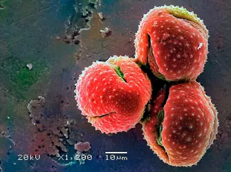 Grains de pollen - crédits : Sci-Ryt/ Shutterstock