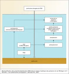 Bioamplification des PCB - crédits : Encyclopædia Universalis France