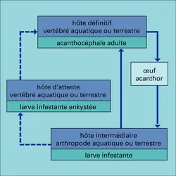 Hôte - crédits : Encyclopædia Universalis France