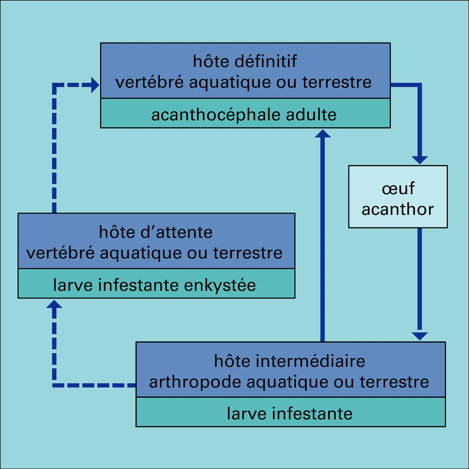 Hôte