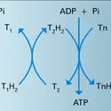 ATP : synthèse - crédits : Encyclopædia Universalis France