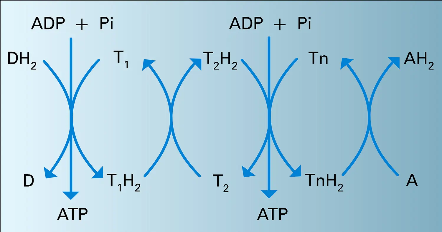 ATP : synthèse