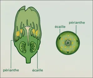 Asarum - crédits : Encyclopædia Universalis France