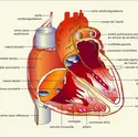 Cœur : structure - crédits : Encyclopædia Universalis France
