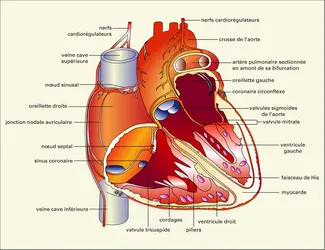 Cœur : structure - crédits : Encyclopædia Universalis France