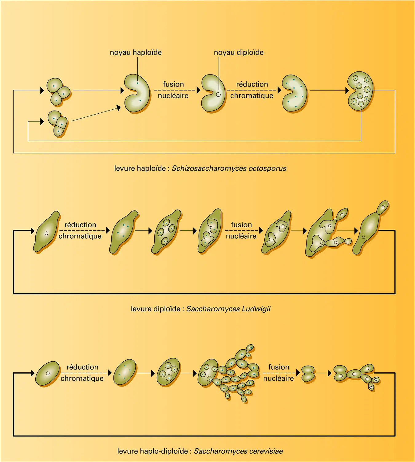 Cycles principaux