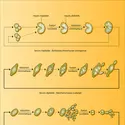 Cycles principaux - crédits : Encyclopædia Universalis France