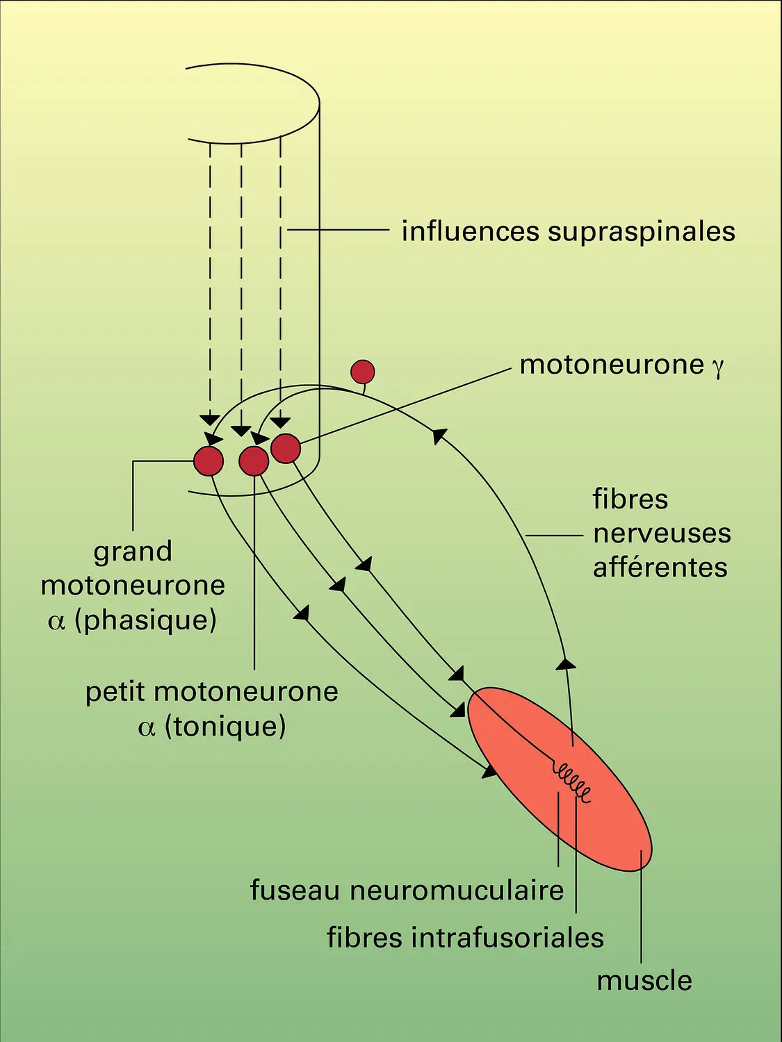 Contrôle du tonus musculaire