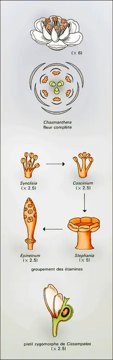 Ménispermacées : organes reproducteurs