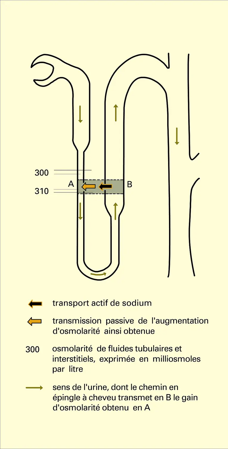 Système multiplicateur à contre-courant