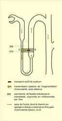 Système multiplicateur à contre-courant - crédits : Encyclopædia Universalis France