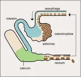 Lepus : tube digestif - crédits : Encyclopædia Universalis France