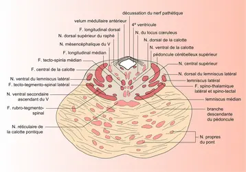 Tronc cérébral de l'Homme - crédits : Encyclopædia Universalis France