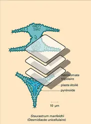 Desmidiales : types structuraux - crédits : Encyclopædia Universalis France