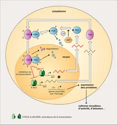 Horloges biologiques. Boucle circadienne de régulation par rétroaction dans un neurone d'horloge du cerveau de drosophile - crédits : Encyclopædia Universalis France