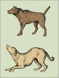 Comportement animal : le cas du chien - crédits : Encyclopædia Universalis France