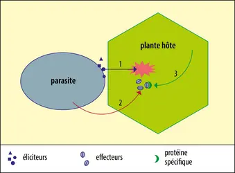 Virulence des parasites et défense des plantes - crédits : Encyclopædia Universalis France