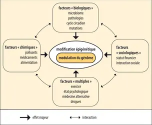 Niveaux de transmission de la mémoire épigénétique - crédits : Encyclopædia Universalis France