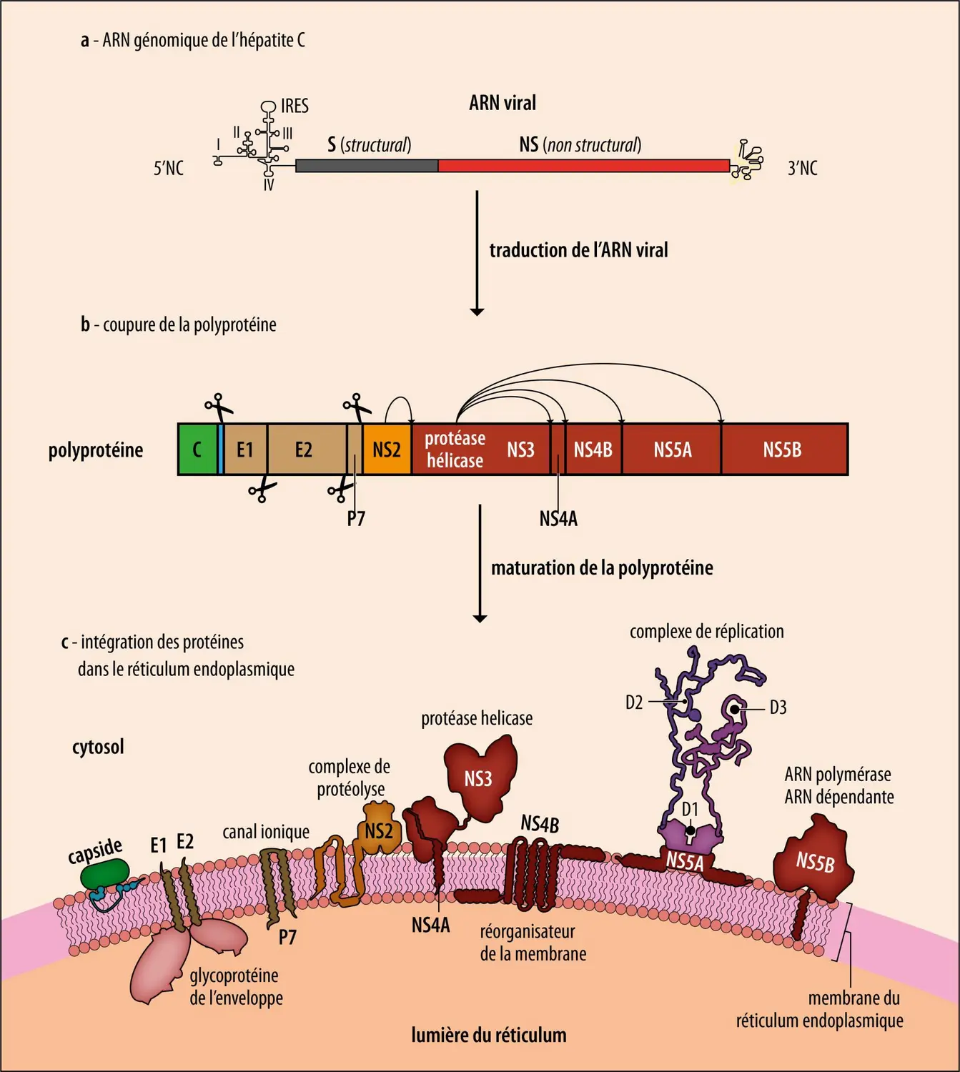 Biologie moléculaire du virus de l’hépatite C