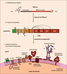 Biologie moléculaire du virus de l’hépatite C - crédits : Encyclopædia Universalis France